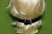 Leather Mouth Ring GAG  - A very nice gag at only  $17.99  WOW 